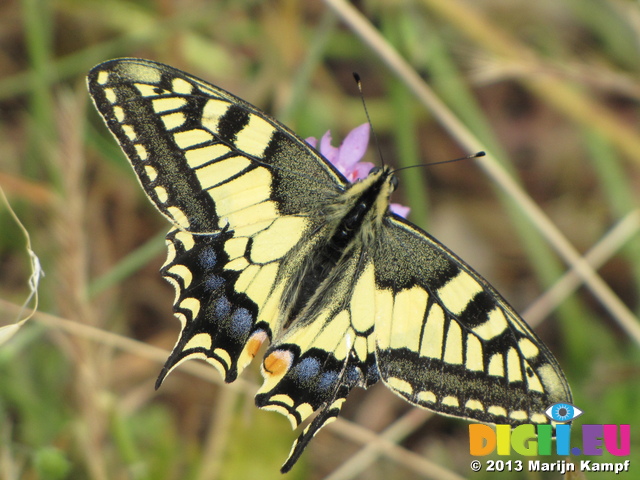 SX27260 Swallowtail (Papilio machaon) butterfly